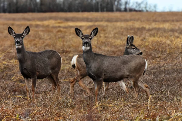 秋の花粉症において放牧ラバ鹿の群れのイメージ — ストック写真