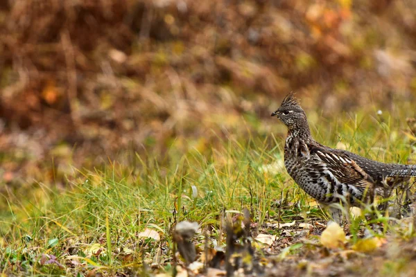 Image Single Camouflaged Wild Grouse Late Autumn — Stock Photo, Image