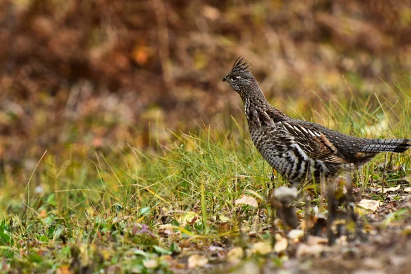 Image Single Camouflaged Wild Grouse Late Autumn — Stock Photo, Image