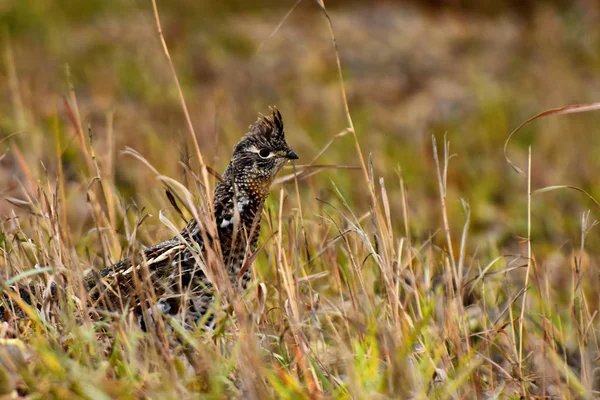 Uma Imagem Único Grouse Selvagem Camuflado Final Outono — Fotografia de Stock