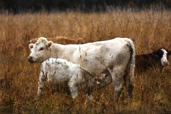 Una Imagen Ganado Vacuno Pasto Cercado Otoño —  Fotos de Stock