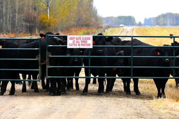 An image of Black Angus cattle in front of a green metal gate.