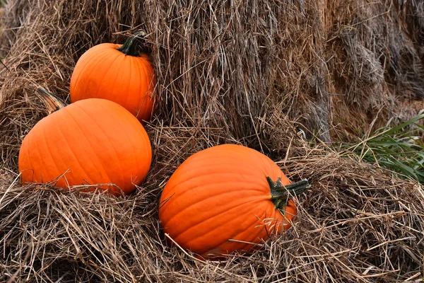 Several Ripe Harvest Pumpkins Field Next Hay Bale Autumn — Stock Photo, Image