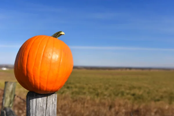 Image Ripe Harvest Pumpkin Top Wooden Fence Post Autumn — Stock Photo, Image