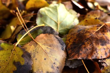 Soyut resim sarı ve kahverengi sonbahar yaprakları. 