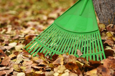 Bir görüntü yeşil bir bahçe komisyon ve sonbahar yaprakları. 