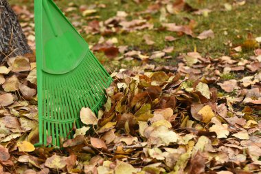 Bir görüntü yeşil bir bahçe komisyon ve sonbahar yaprakları. 