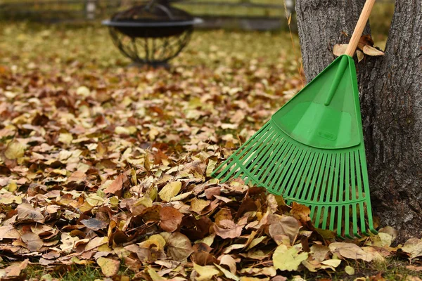 Una Imagen Rastrillo Jardinería Verde Hojas Otoño —  Fotos de Stock