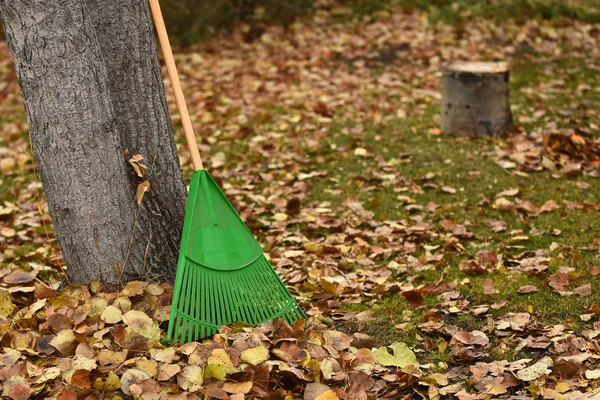 Una Imagen Rastrillo Jardinería Verde Hojas Otoño —  Fotos de Stock