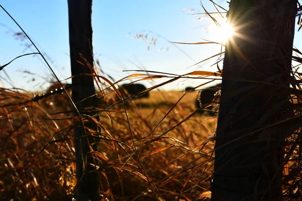 Obrysem Obraz Starý Dřevěný Plot Post Při Západu Slunce — Stock fotografie