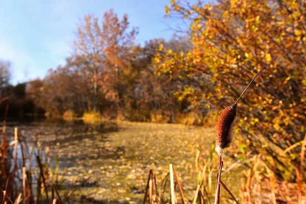 Immagine Singolo Bestiame Bruno Sul Bordo Una Palude Paludosa Autunno — Foto Stock