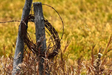 Paslı eski dikenli tel görüntüsünü ahşap çit sonrası etrafında sarılı. 