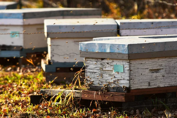 深秋小木蜂箱和蜜蜂的形象 — 图库照片
