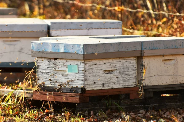 Una Imagen Pequeñas Colmenas Miel Madera Abejas Melíferas Finales Otoño — Foto de Stock