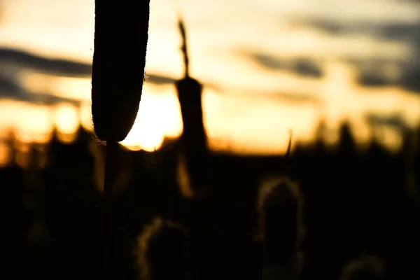 Obrysem Obraz Několika Cattails Při Západu Slunce — Stock fotografie
