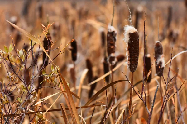 Immagine Ravvicinata Diversi Semi Bestiame Essiccati Nel Tardo Autunno — Foto Stock