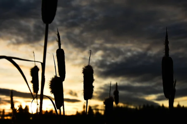 Ένα Περίγραμμα Εικόνας Από Πολλά Ψηλά Cattails Στο Ηλιοβασίλεμα — Φωτογραφία Αρχείου