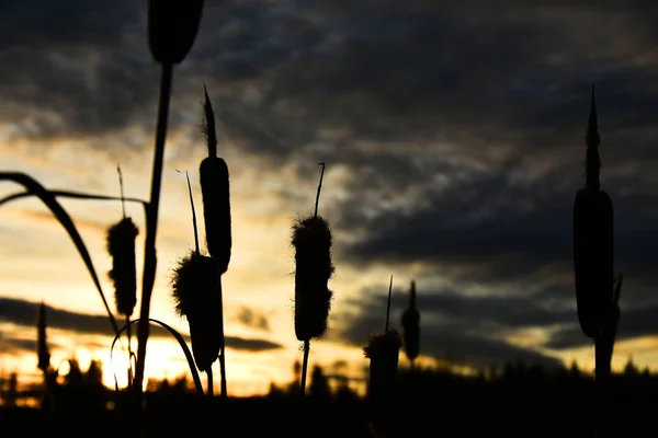 Obrysem Obraz Několika Vysokých Cattails Při Západu Slunce — Stock fotografie