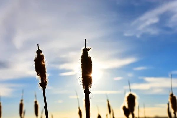 Silhouette Image Several Tall Cattails Sunset — Stock Photo, Image