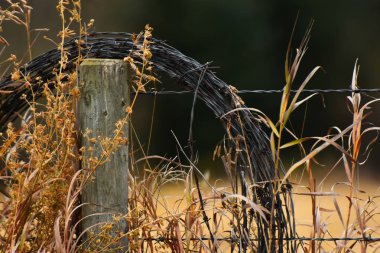 Eski dikenli tel görüntüsünü yakından geç sonbaharda bir ahşap çit sonrası etrafında dolanmak. 