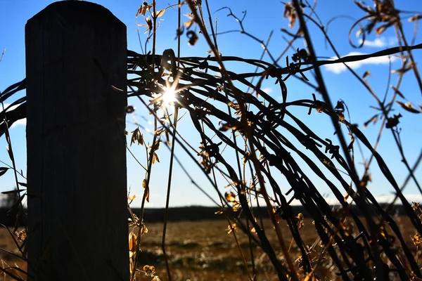 Silhouette Image Old Barbed Wire Fence Sunset — Stock Photo, Image