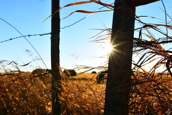 Зображення Силуету Старого Колючого Дроту Паркану Заході Сонця — стокове фото