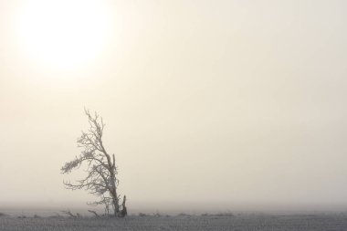 Bir alanı bir sisli kış öğleden sonra ortasında tek bir yalnız ağaç görüntüsünü. 
