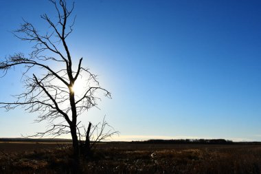 Bir tek yalnız ağaç günbatımı alan bir ortasında bir siluet görüntüsünü. 