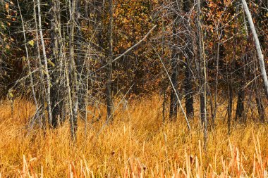 Geç sonbaharda parlak renkli swampland görüntüsünü. 