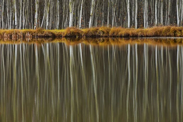 Ein Bild Hoher Weißer Pappeln Die Sich Ruhigen Wasser Des — Stockfoto