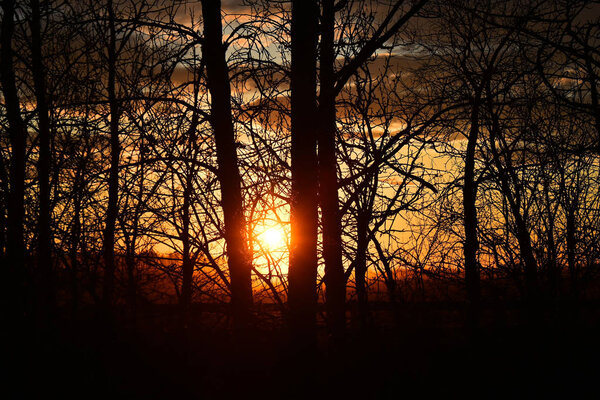 A silhouette image of a stand of poplar trees at sunset.