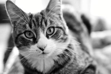 Bir şirin ve sevimli evcil tekir kedi bir siyah beyaz resim. 