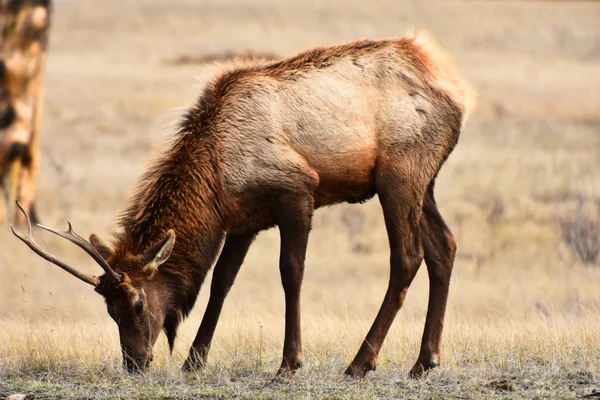 Image Single Brown Elk Grazing Dry Field Early Spring — Stock Photo, Image