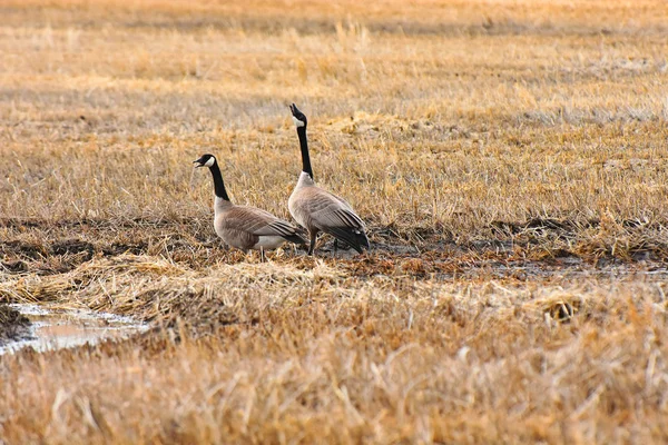Image Two Canadian Geese Field Early Spring — Stock Photo, Image