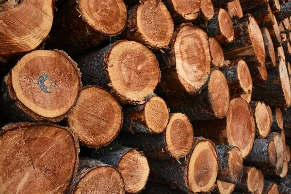 Ticari tomruk endüstrisi nedeniyle kesilmiş ve yığılmış ağaçların soyut bir görüntü. 