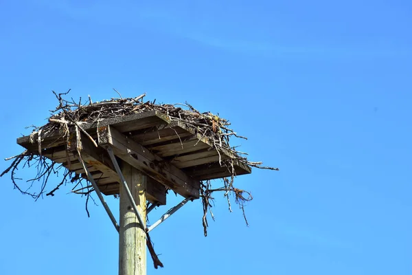 An image of an empty eagle nest against a bright blue sky.