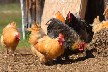 Açık bir ahırda birkaç serbest aralığı tavuk bir görüntü. 