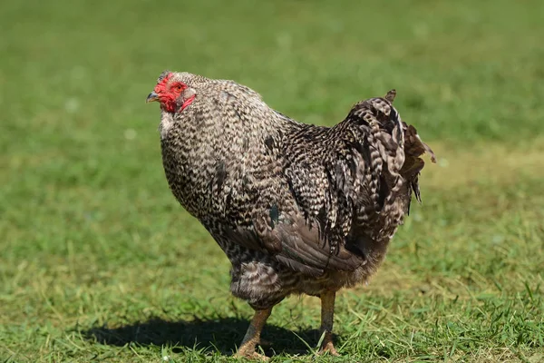 stock image A close up image of a domestic free range chicken on an organic farm. 