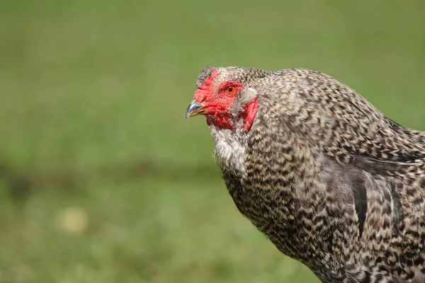 Крупный План Домашнего Цыпленка Органической Ферме — стоковое фото