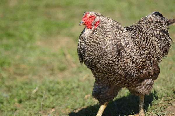 Organik bir çiftlikte bir yerli serbest aralığı tavuk yakın bir görüntü. 