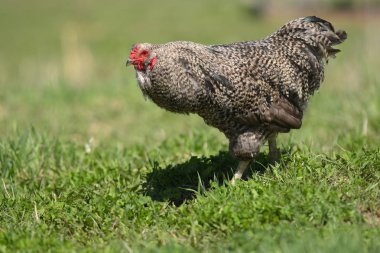 Bir kümes hayvanı çiftliğinde organik yem ücretsiz aralığı tavuk bir görüntü.
