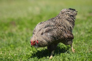 Bir kümes hayvanı çiftliğinde organik yem ücretsiz aralığı tavuk bir görüntü.