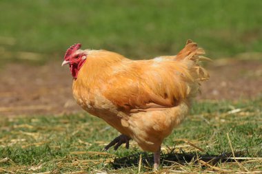 Bir kümes hayvanı çiftliğinde organik yem ücretsiz aralığı tavuk bir görüntü.