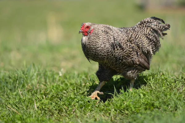 An image of organic feed free range chicken on a poultry farm.