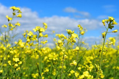 Çiçek sarı kanola çiçek yakın bir görüntü.
