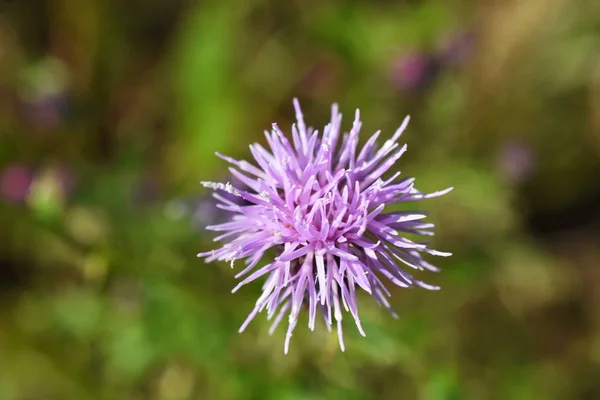 Zbliżenie Obraz Jednego Kwiat Ostropestu Plamistego — Zdjęcie stockowe