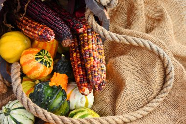 Burlap ile eski bir ahşap kova mini kayıve renkli hasat mısır yakın bir görüntü.