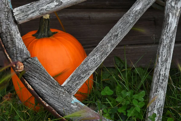 Image Single Ripe Pumpkin Old Vintage Farming Equipment — Stock Photo, Image