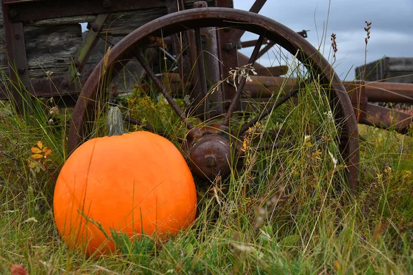 Image Single Ripe Pumpkin Old Vintage Farming Equipment — Stock Photo, Image