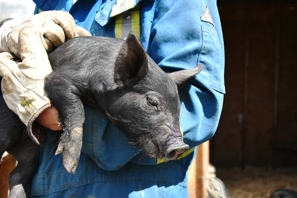 A close up image of a young farmer in blue coveralls and gloves holding a young domestic piglet.